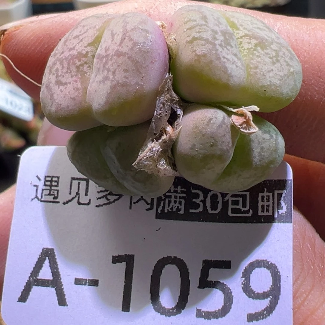 多肉植物1111111111111