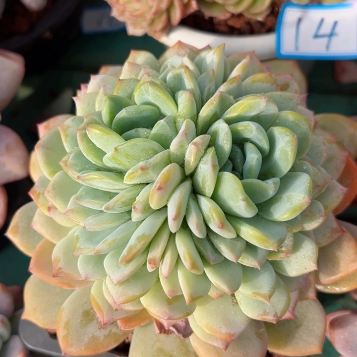 26冰魄平平安安健健康康