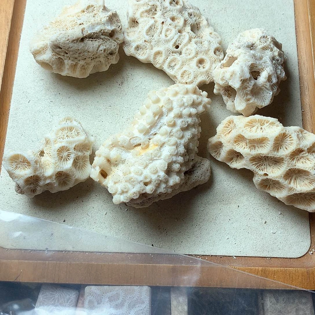 硅化珊瑚（珊瑚玉）颈饰未镶嵌郭****）