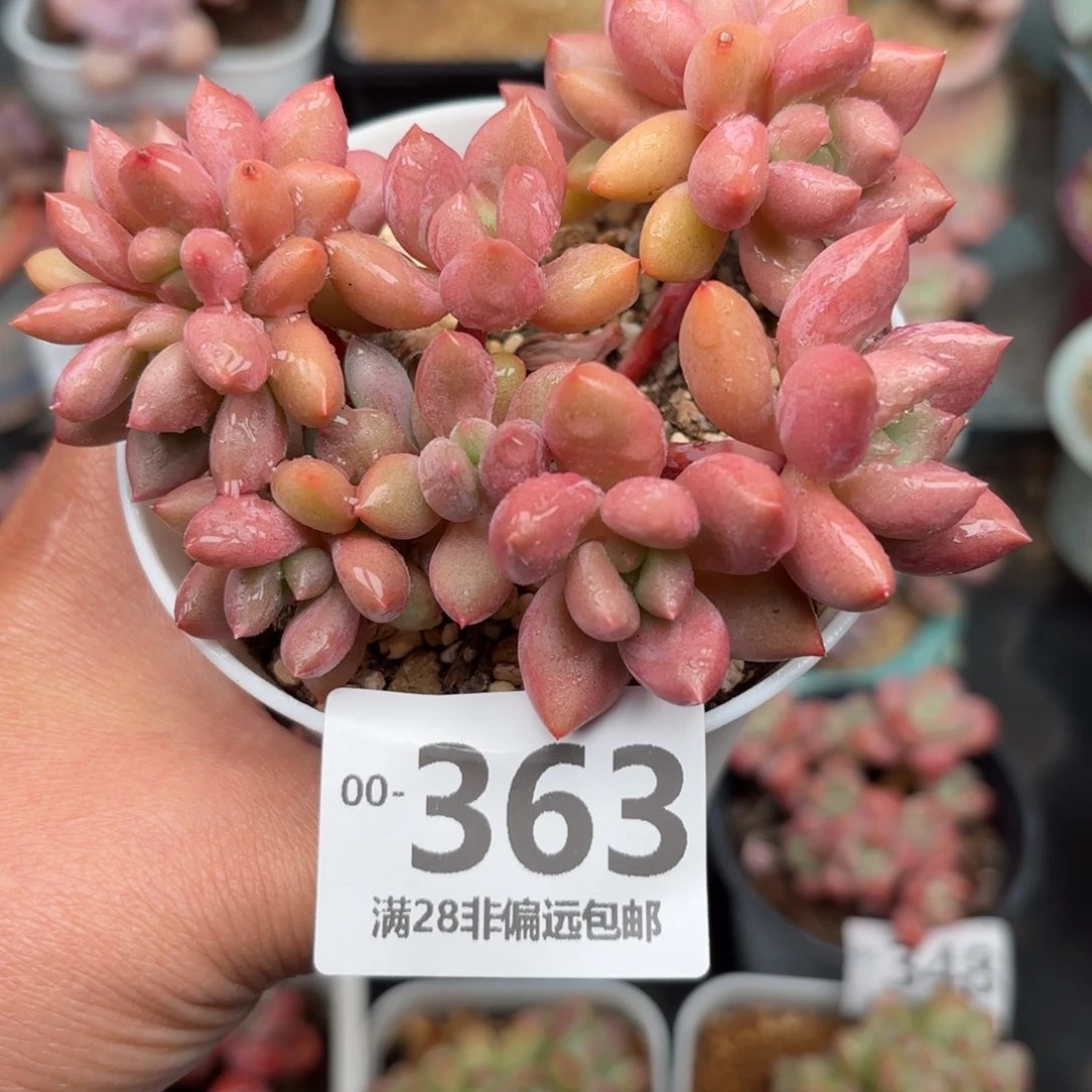 桃花源缀化多肉多肉多肉