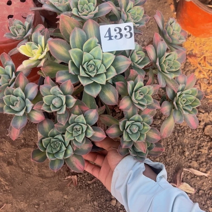 叶***星辰多肉植物433.