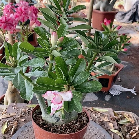 【闪购商品】无花朵用****4