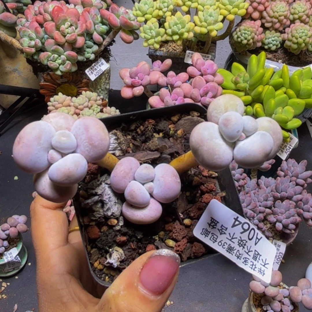 橙奶064:8cm多肉多肉