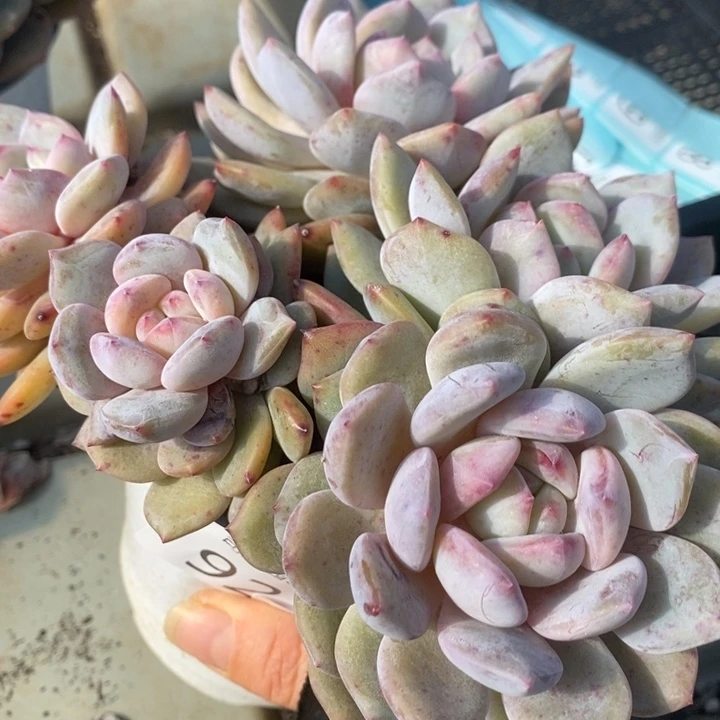 92 多肉植物盆栽花卉