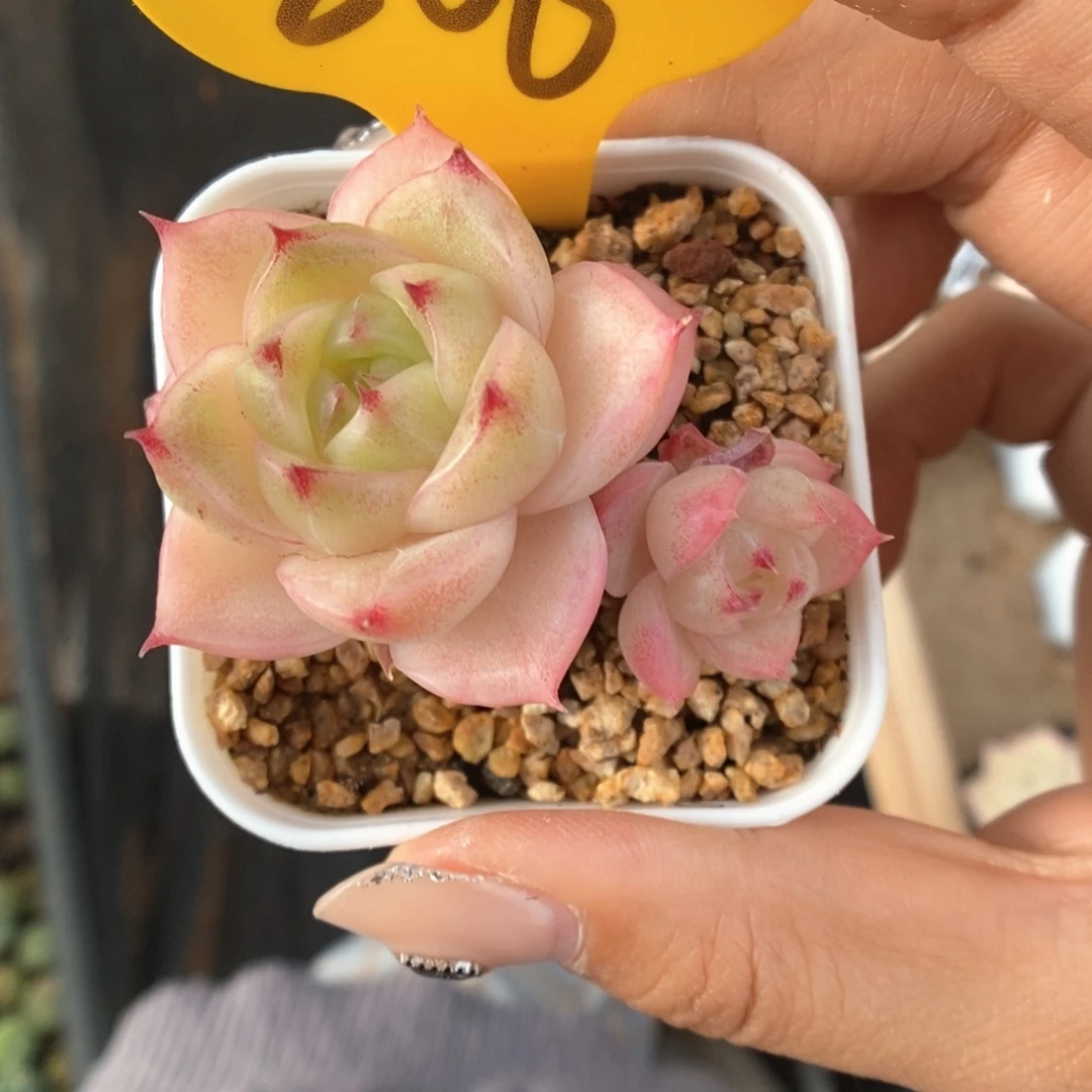 S***3蜜蜡麦秆806号。