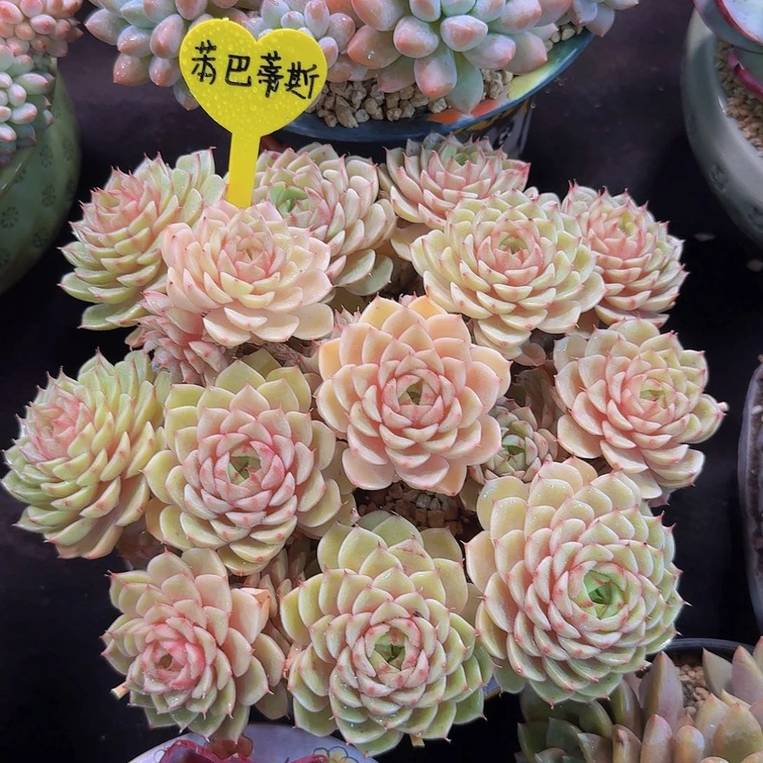 苯巴蒂斯多肉一前一拍