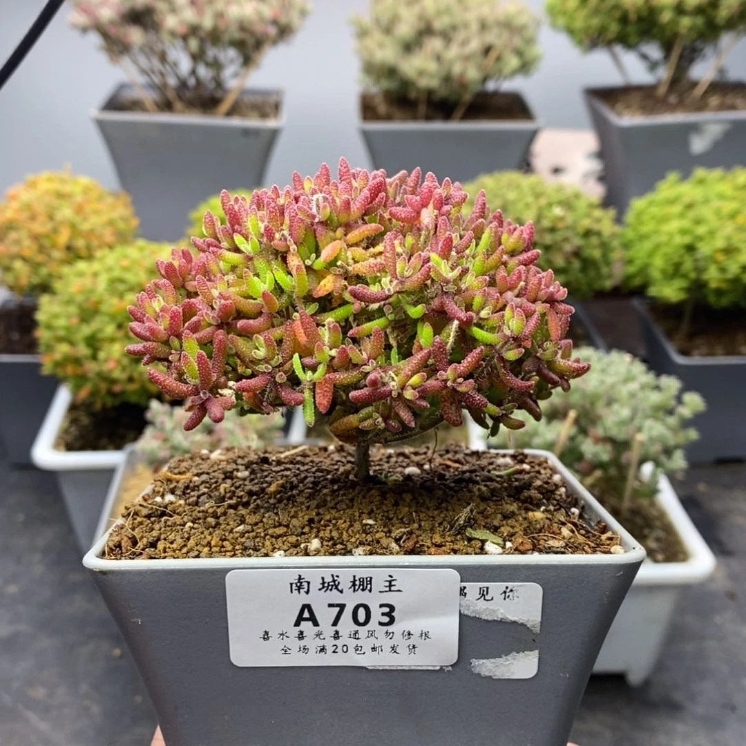 703红麒麟枝干番杏