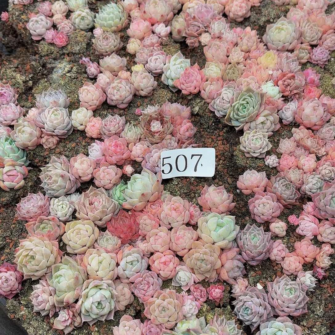 多肉植物多肉植物507