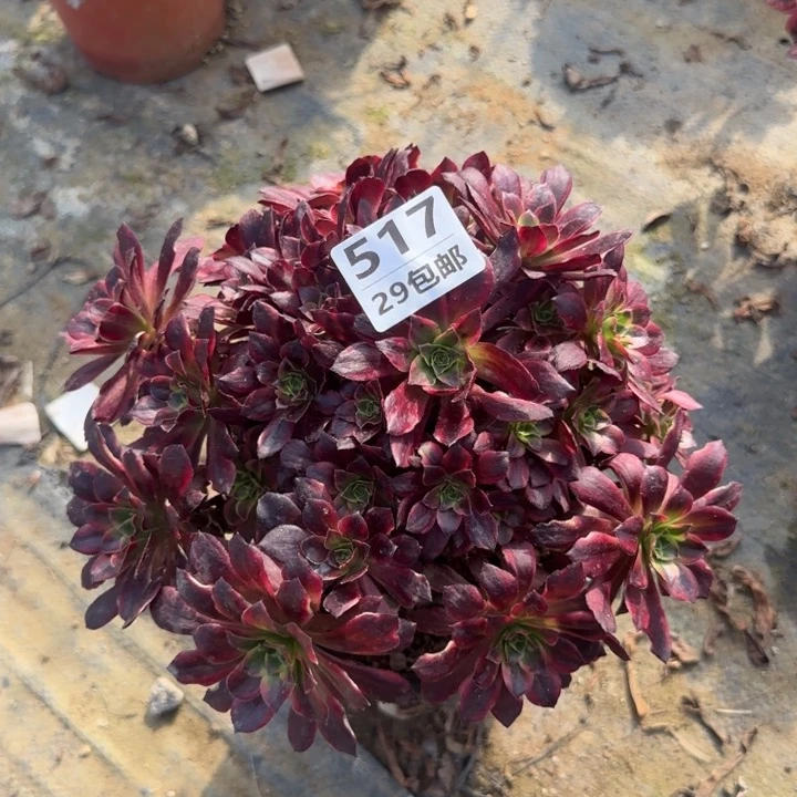 517安娜……多肉植物的