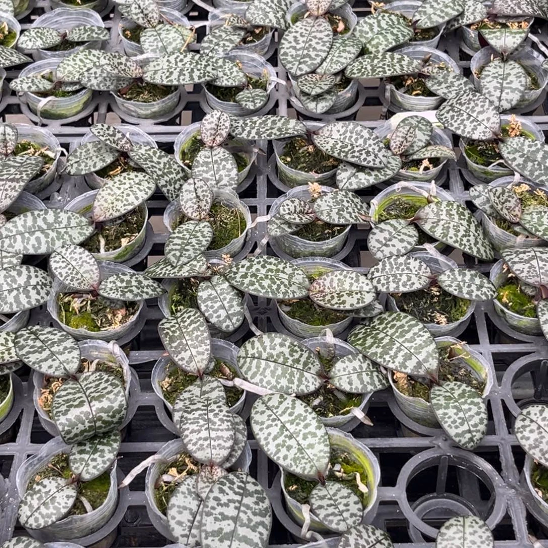 无花朵1.7寸m606苗