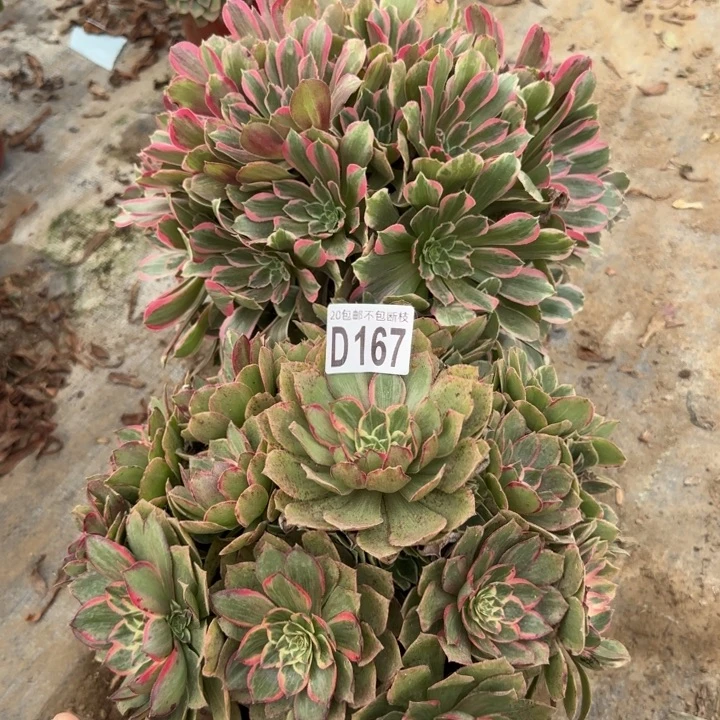 167号……2颗……多肉植物……