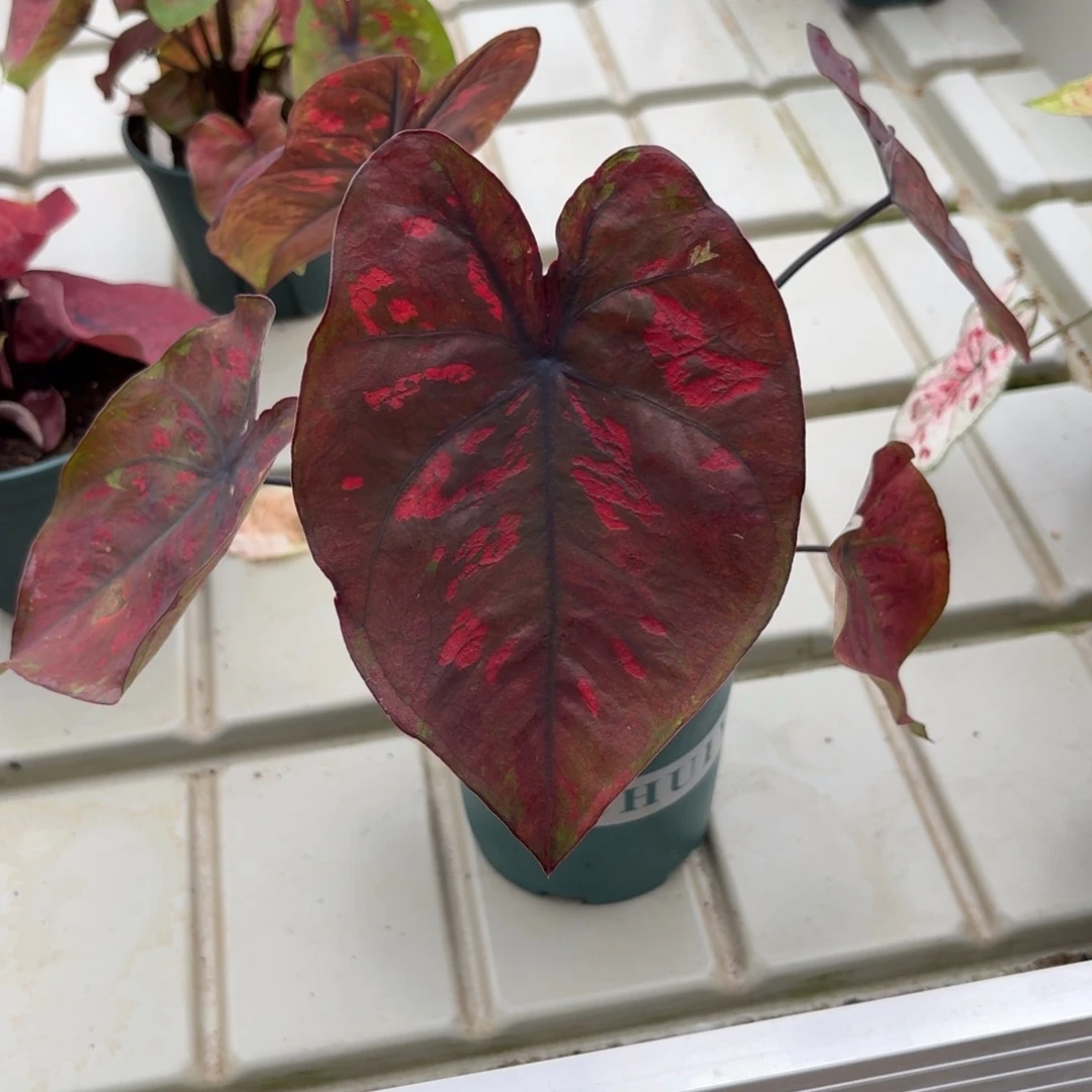 泰国彩叶芋54-1213