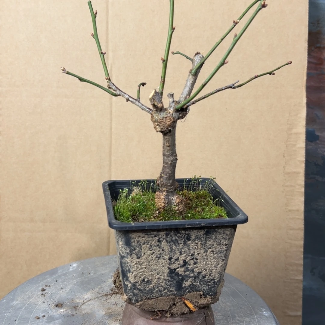 无花朵【17号原生龙游梅】