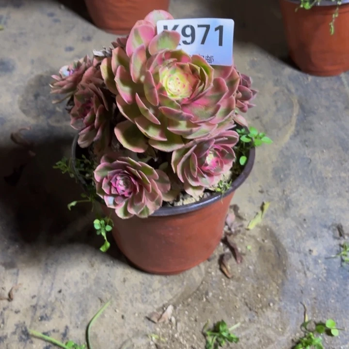 瑞妈，，。。。。。。971火龙果