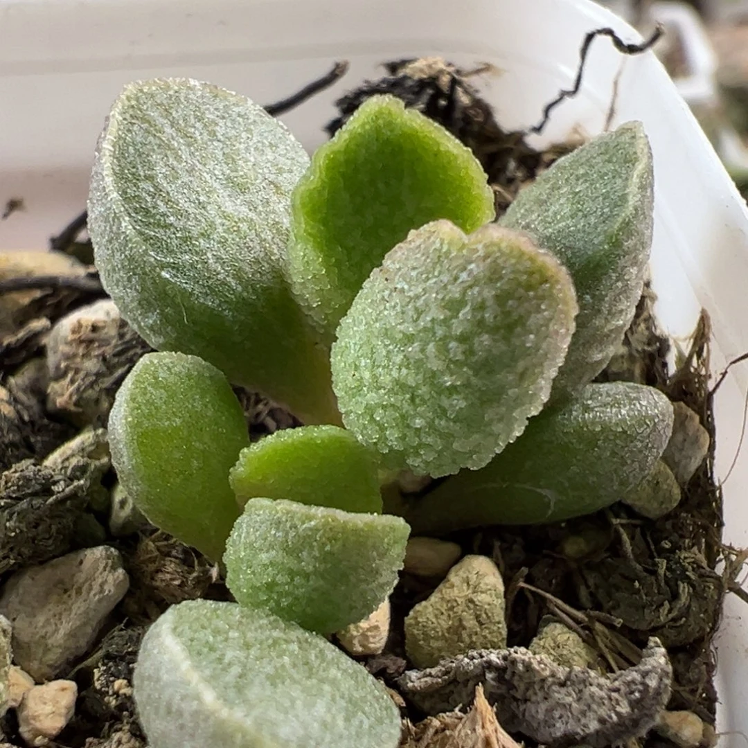 实生新品多肉植物水泡多肉植物