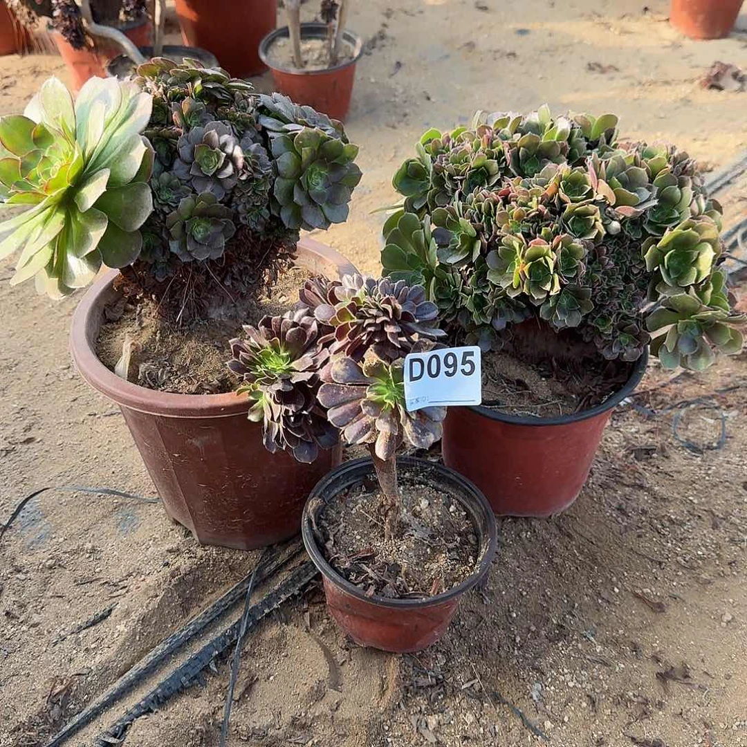 095玫瑰万缀欧紫微瑕共3颗