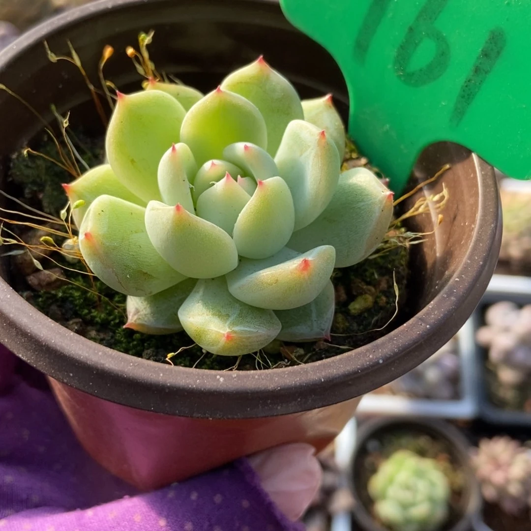 761雪花珍妮多肉植物保护