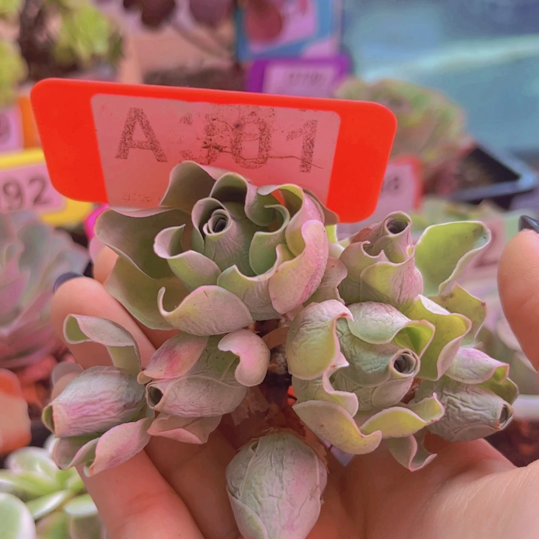 301山地玫瑰多头