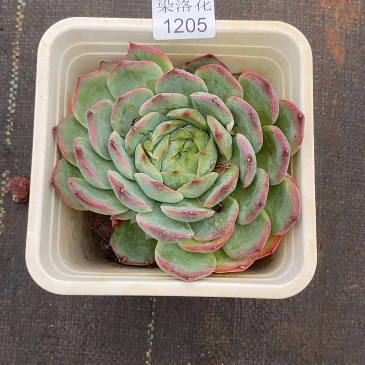 微***精品多肉植物1205