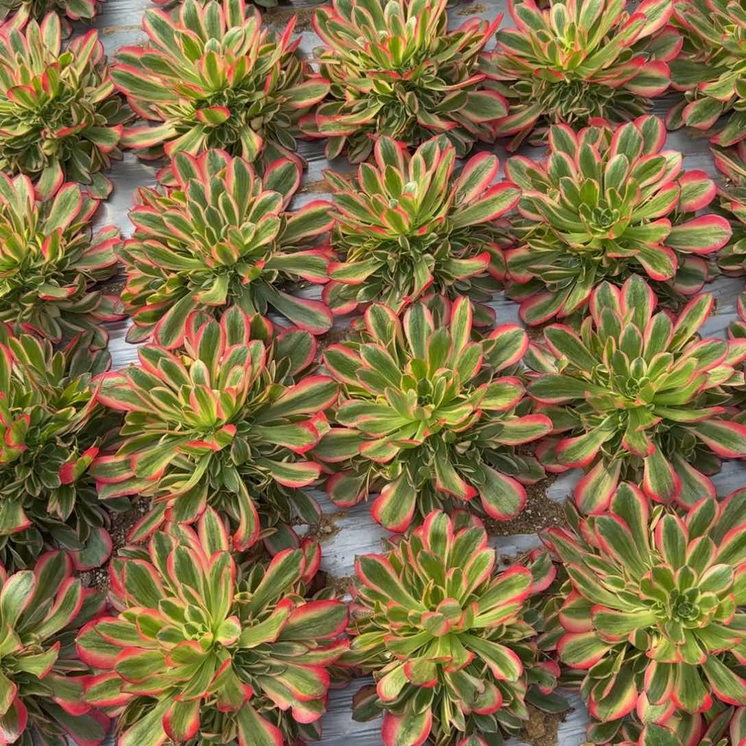 妖月量拍。多肉植物