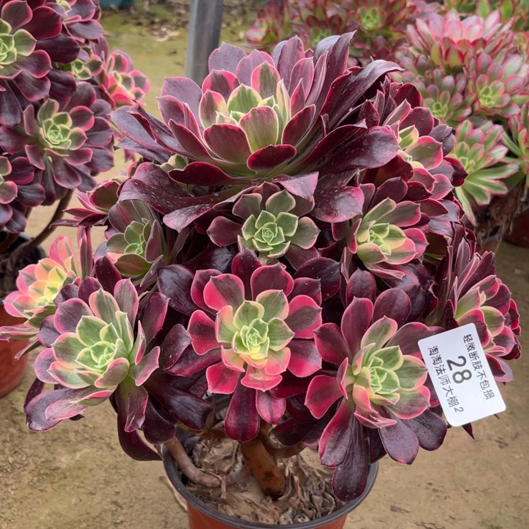 28金丝雀多肉植物法师