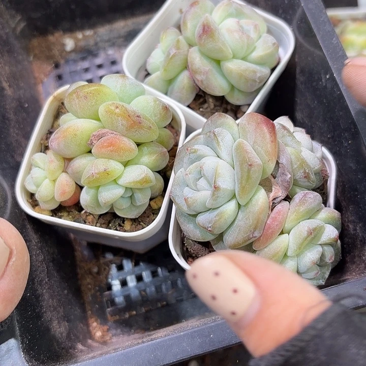 瑞***儿81 号到手1框江北多肉