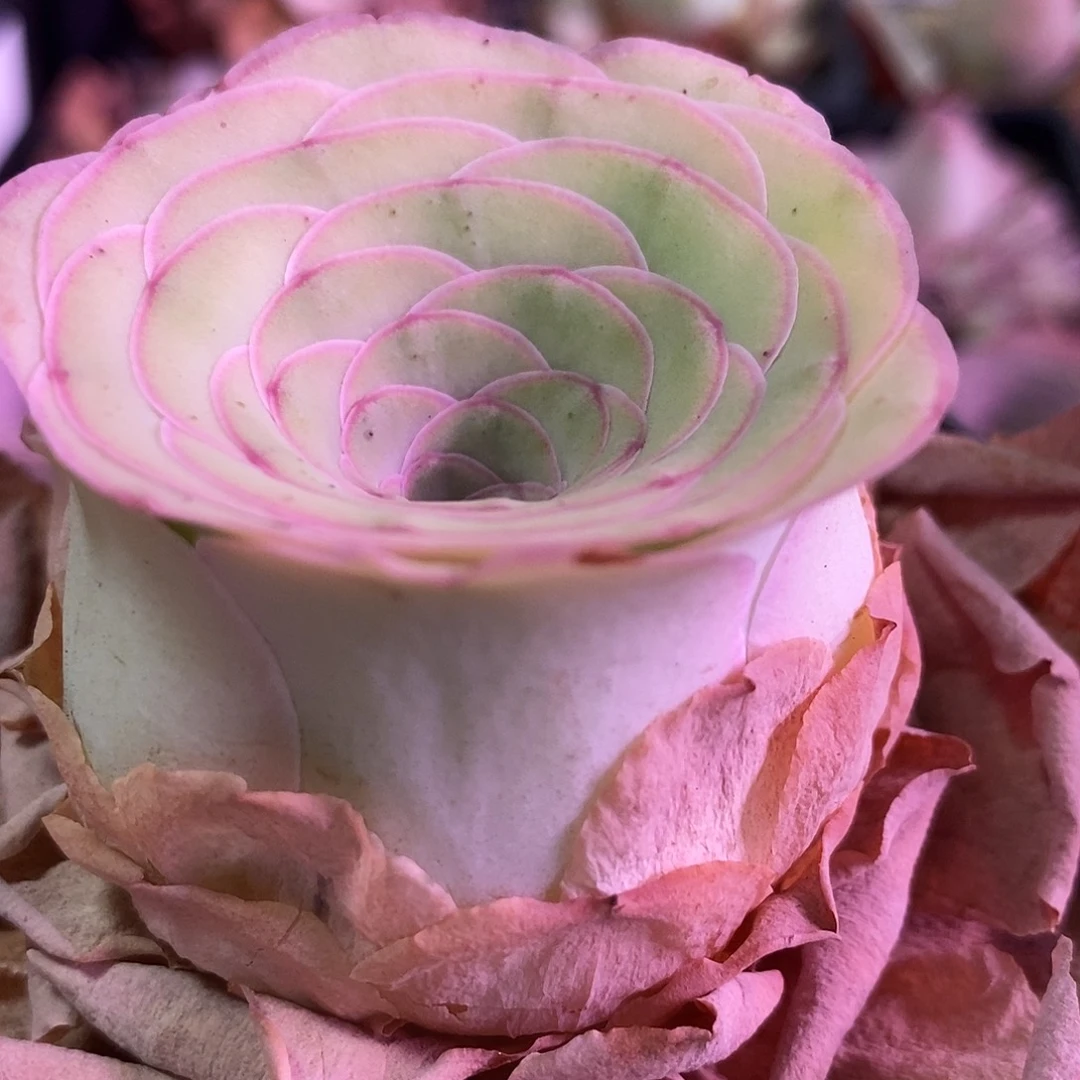 花朵脸酒杯一物一拍001粉影