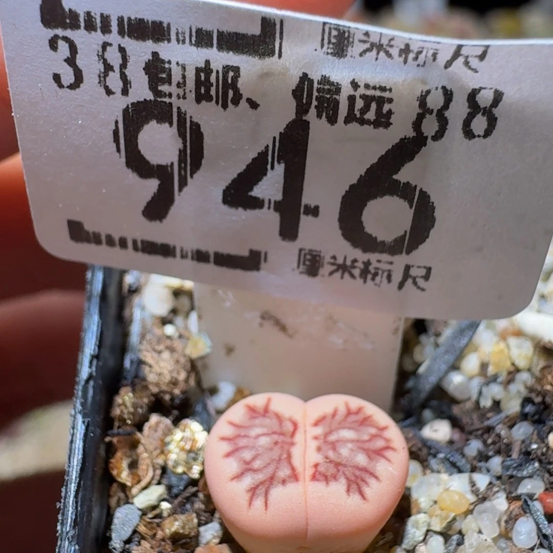 Sssss精品生石花946