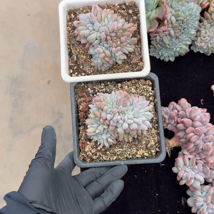 萍***萍9厘米左右一物一拍的一物一拍