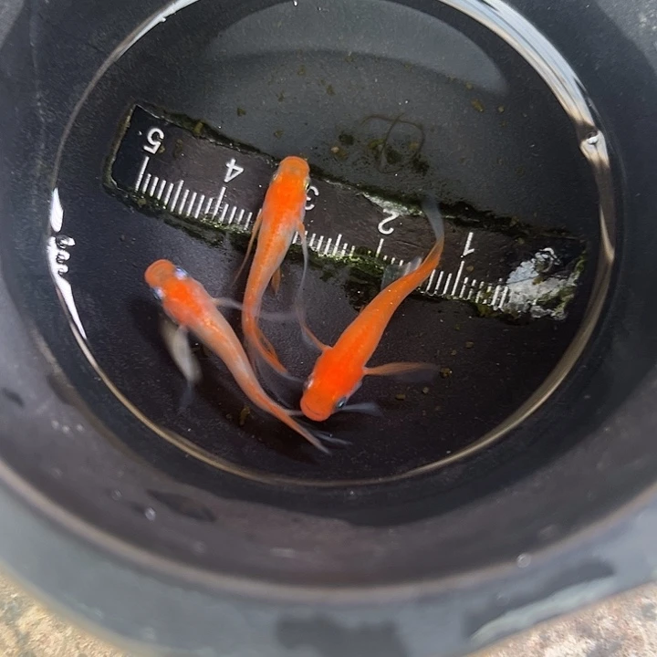 青鳉鱼真长鳍红白3条