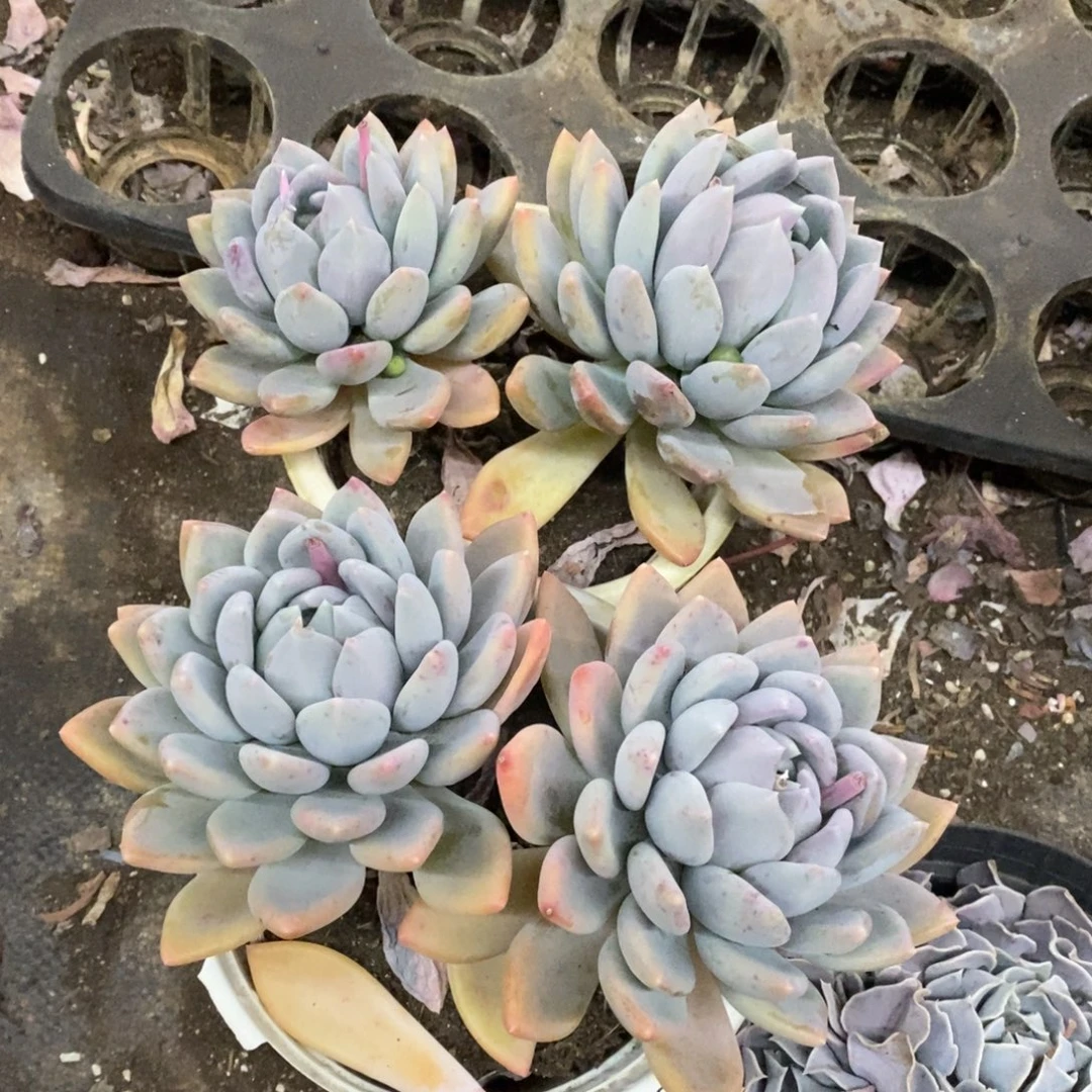 胖美人双头起发两盆