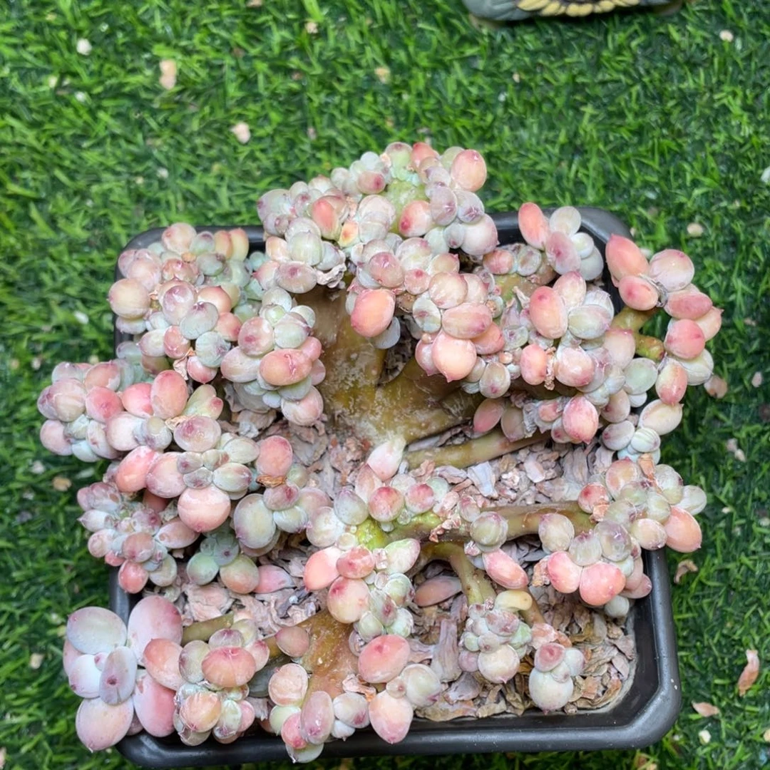 三日月美人缀化多肉植物