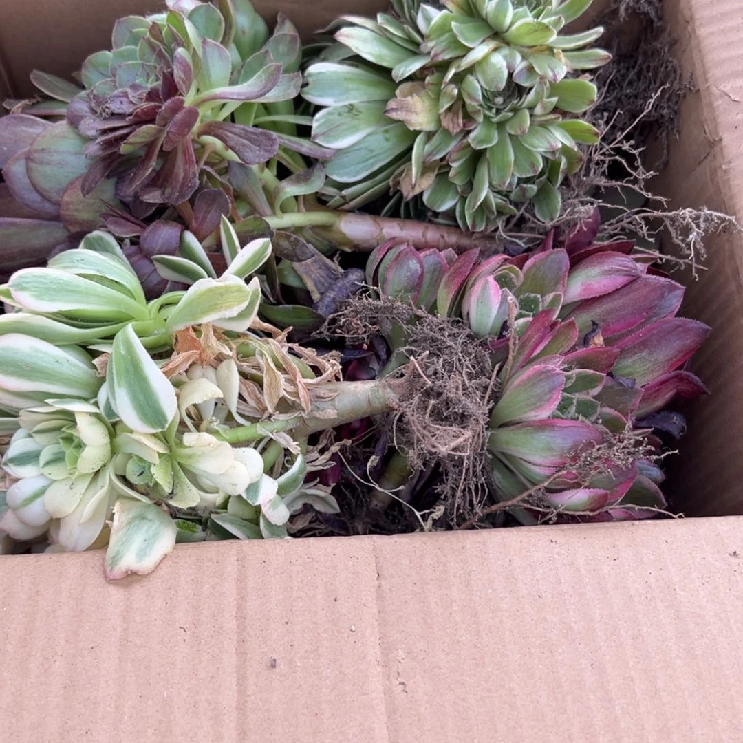 法师锦6到8颗不重复无售后