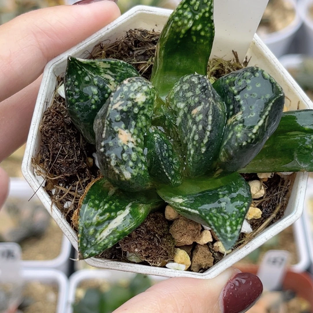 50巨大丸叶紫禁城锦福利专场