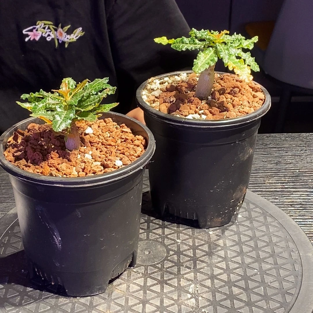 娜娜乳香实生一个