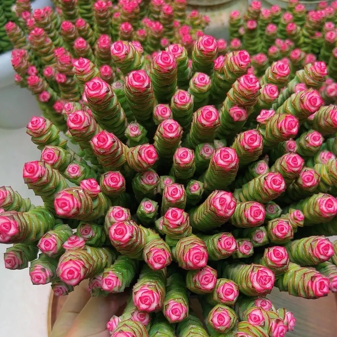 160大盆特级钱串锦（60-70头）好看好养 新手必备钱串多肉美观满盆