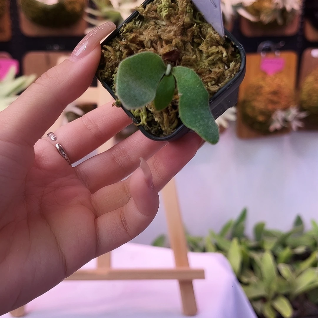 sf ar 蓝皇后 无原牌