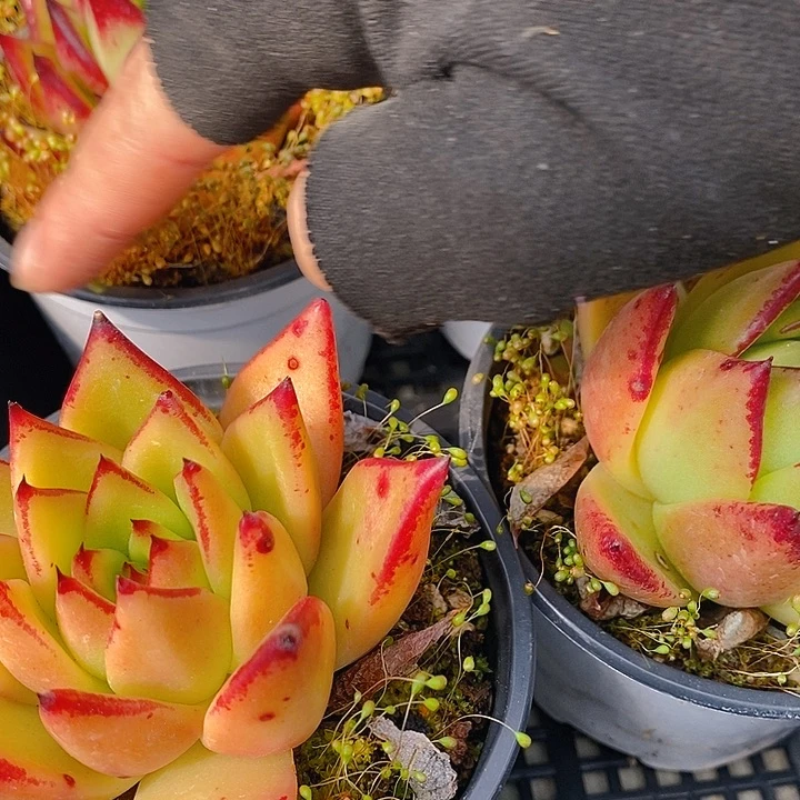 19 多肉植物盆栽花卉植物