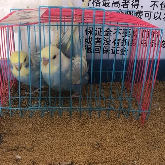 虎皮鹦鹉大头鹦鹉