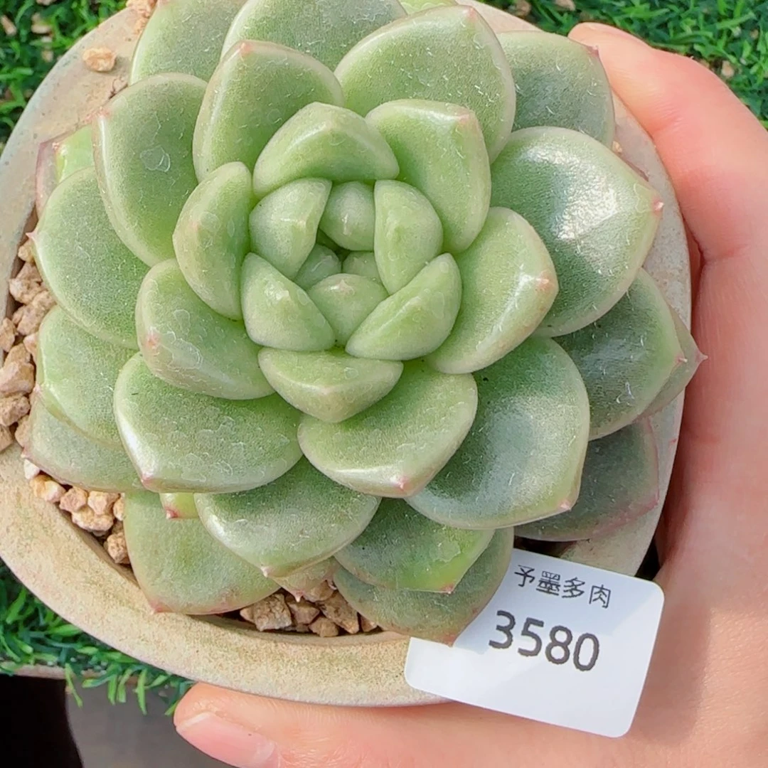 绿体珍妮，3580多肉植物