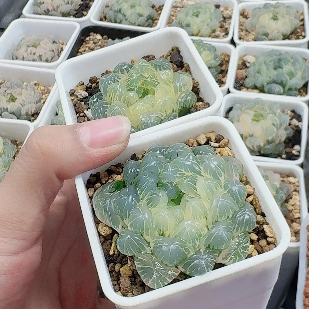 3***0十二卷 实生冰灯锦 糊斑