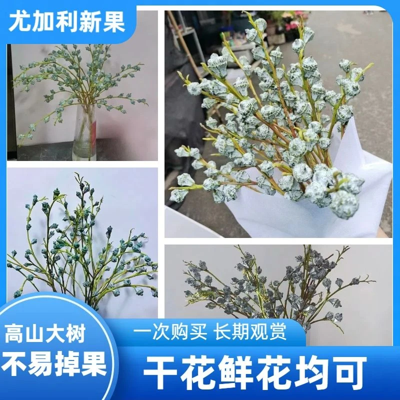 尤加利果新鲜天然真花干花干果插花装饰手工制作文艺花材室内水培