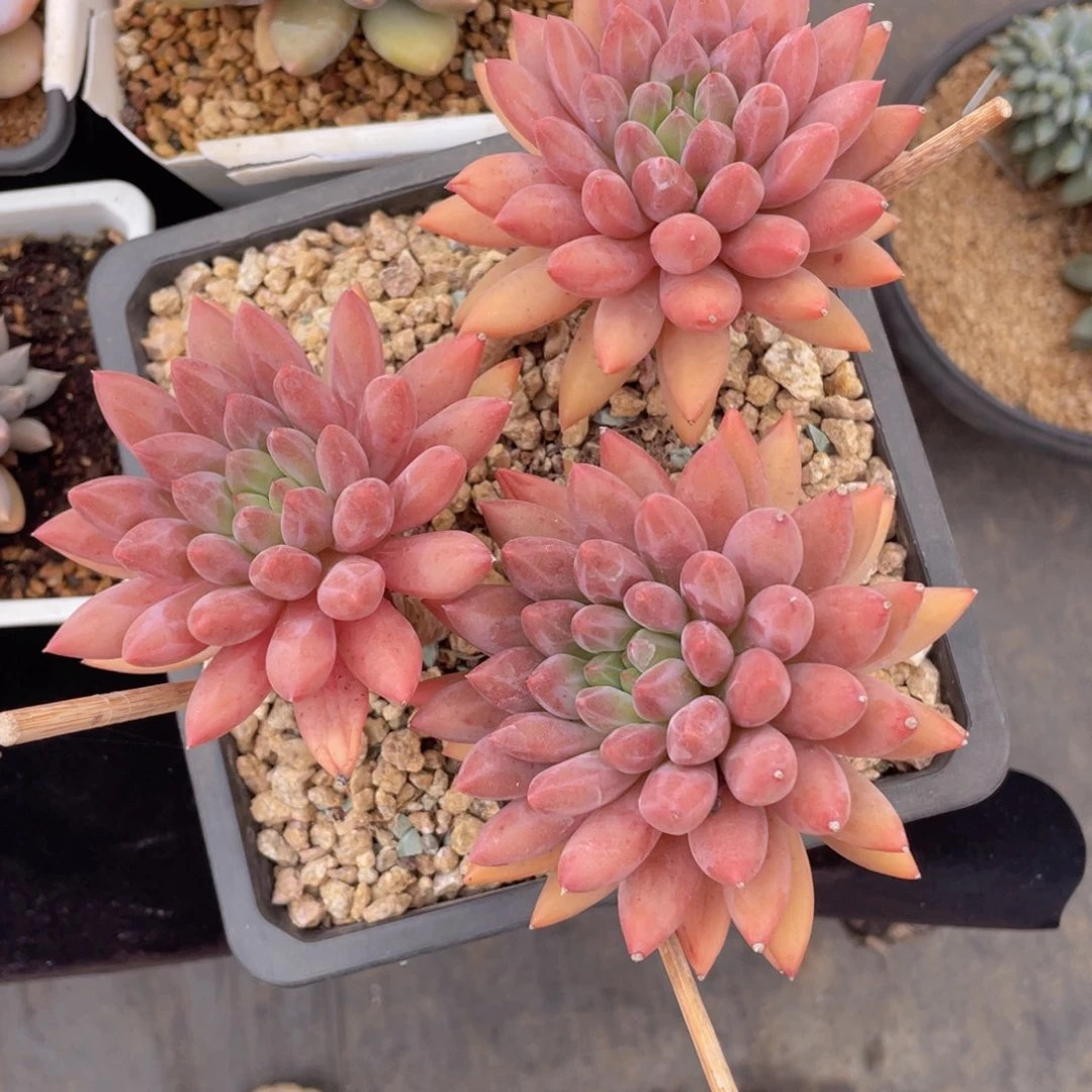 凡***尘5778899999999999