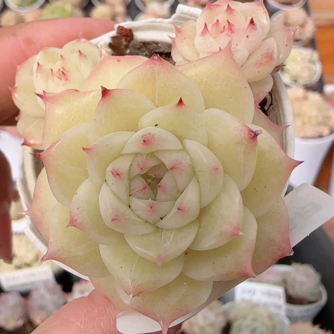 花语多肉1228-258散