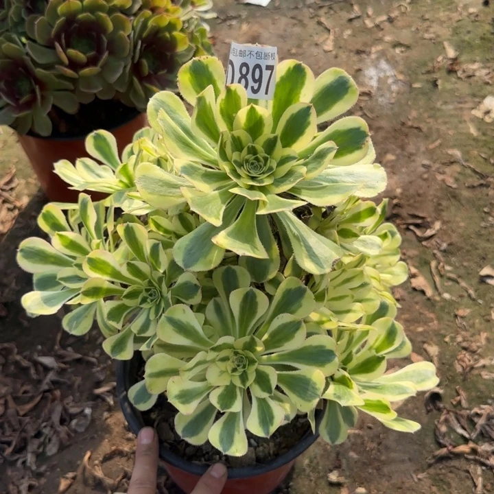 保时捷……多肉植物……