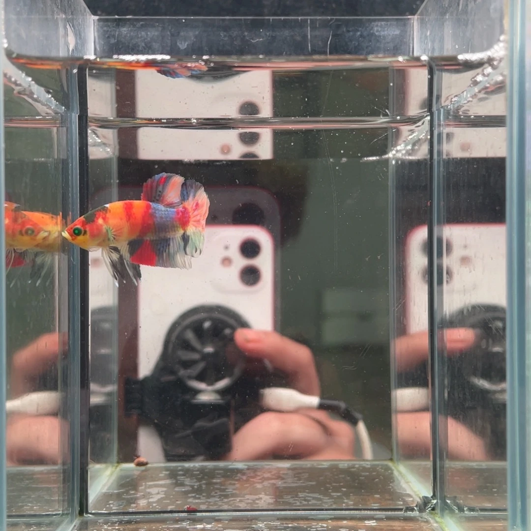 斗鱼印尼精品斗鱼19