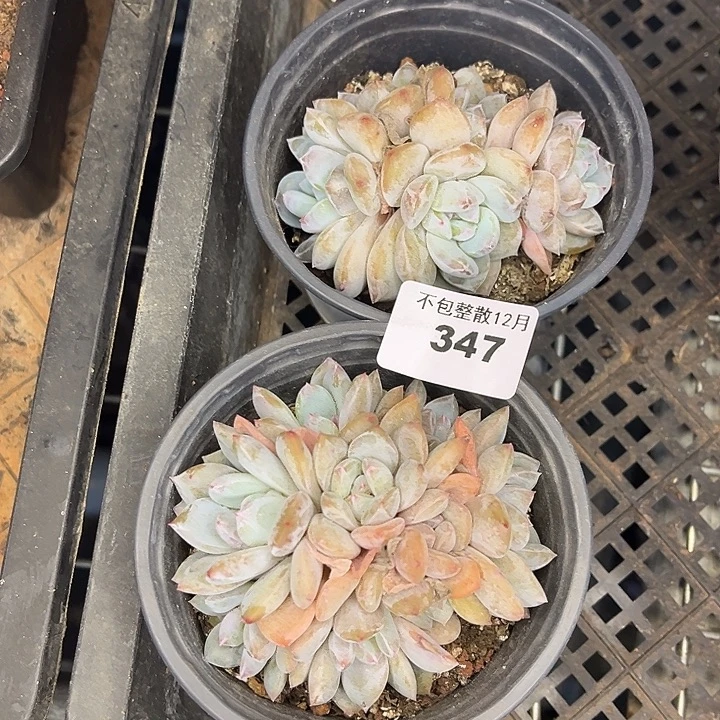 椰****阿雅园艺。      347两颗