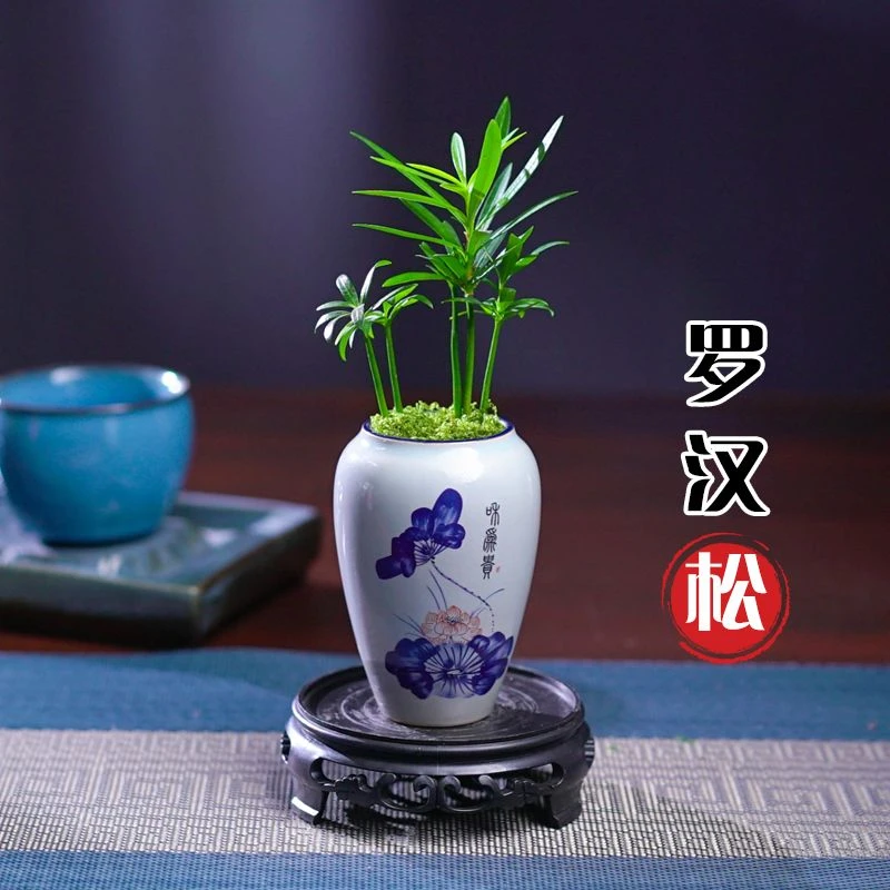 新款迷你罗汉松指尖微型盆栽桌面家用拇指好养植物掌中宝diy盆景