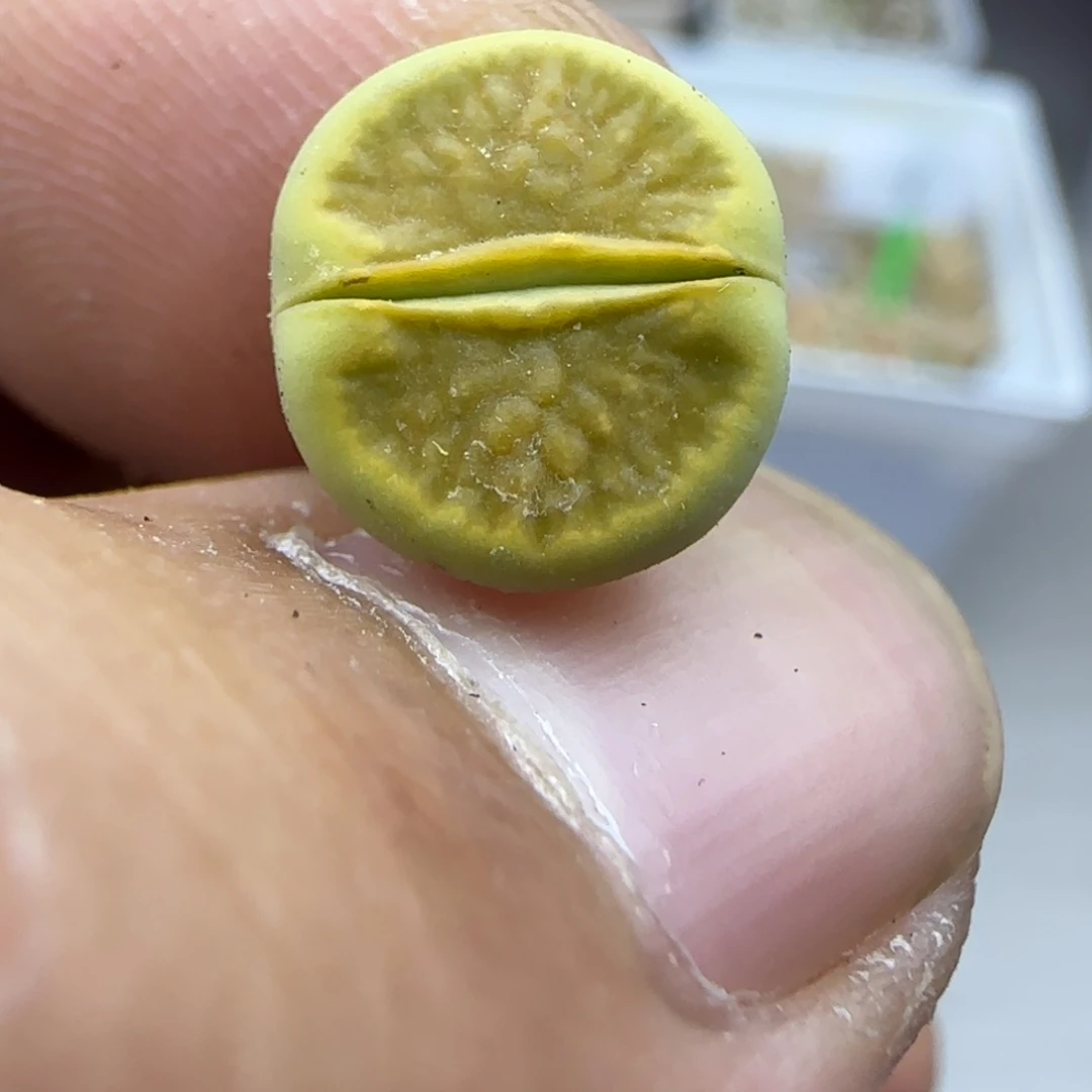 217 生石花大棚直播