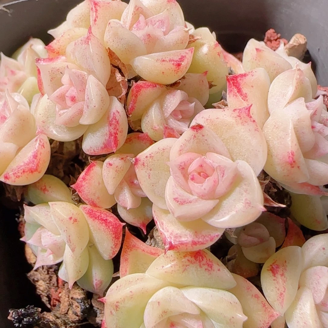 花语多肉1222-81散